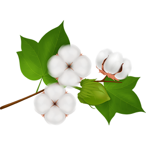 Cotton